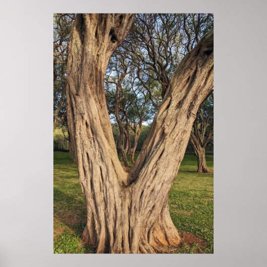Poster de l'arbre de Kiawe Hawaïen (Devant)