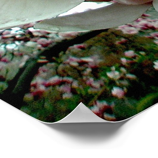 Poster de l'arbre de tulipe n° 2 (Coin)