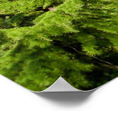 Poster de l'arbre du Cèdre du Liban (Coin)