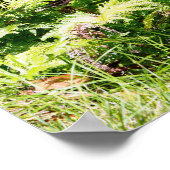 Poster de l'arbre Hawaii (Coin)