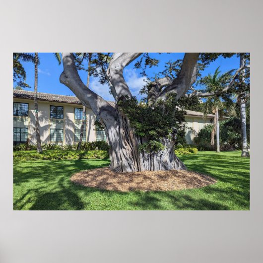 Poster de l'arbre pittoresque (Devant)