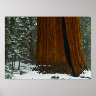 Poster de l'arbre Sequoia