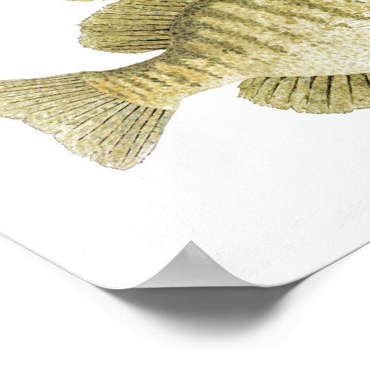 Poster de l'art du poisson soleil (Coin)