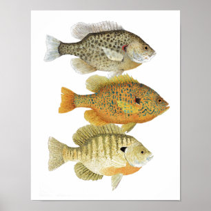 Poster de l'art du poisson soleil