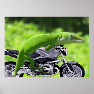 Poster de l'athlète Hawaiian Gecko Rider Green