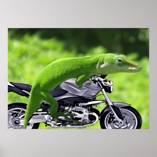 Poster de l'athlète Hawaiian Gecko Rider Green (Devant)