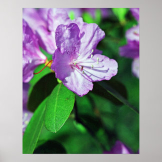 Poster de Lavande II