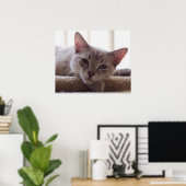 Poster de Lazy Kitten, Bengale Siamese Photo de ch (Bureau à domicile)