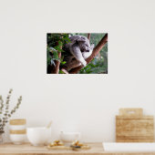 Poster de Lazy Koala (Cuisine)