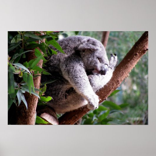 Poster de Lazy Koala (Devant)