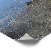 Poster de l'eau des arbres tombés (Coin)