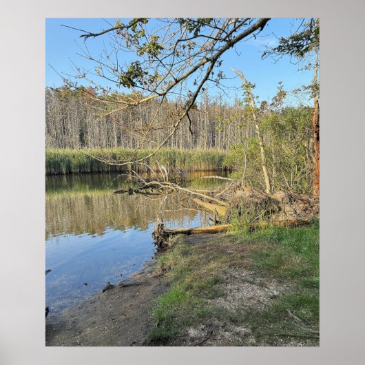 Poster de l'eau des arbres tombés (Devant)