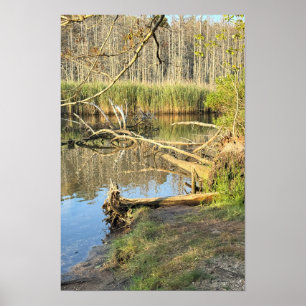 Poster de l'eau des arbres tombés