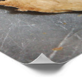 Poster de l'Ecriture Père (Coin)