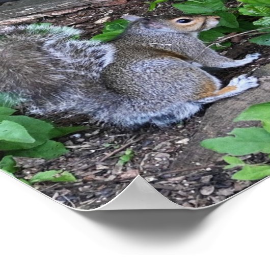 Poster de l'écureuil à Bushes (Coin)