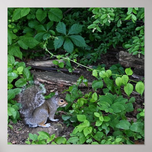 Poster de l'écureuil à Bushes (Devant)