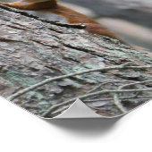 Poster de l'écureuil rouge (Coin)