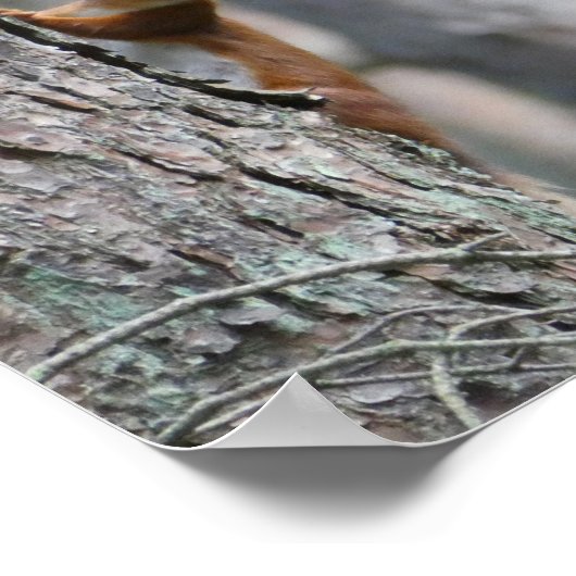 Poster de l'écureuil rouge (Coin)