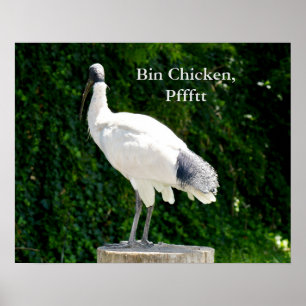 Poster De L'Emballage De Poulets (Ibis)
