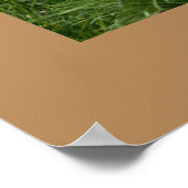 Poster de Léopard (Coin)