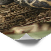 Poster de Léopard (Coin)