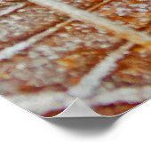 Poster de l'érable congelé (Coin)