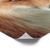 Poster de l'espèce Fox (Coin)