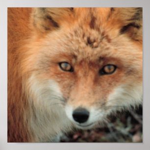 Poster de l'espèce Fox