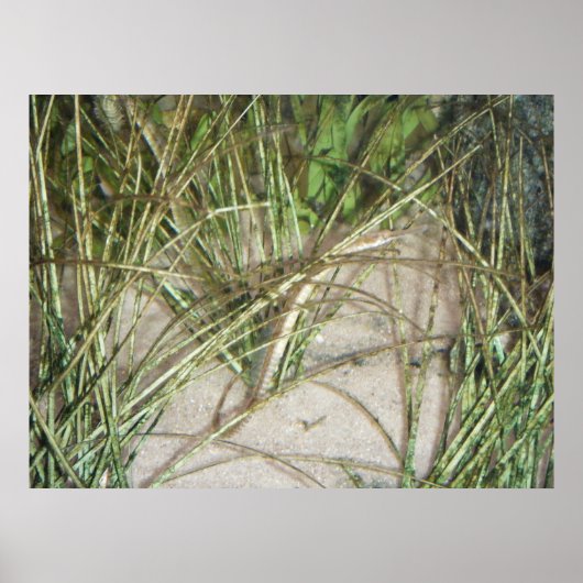 Poster de l'Estuarium #2 (Devant)