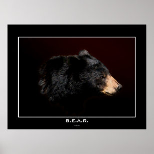 Poster de l'étude de l'ours noir