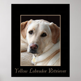 Poster de l'explorateur du Labrador jaune Pure Bre