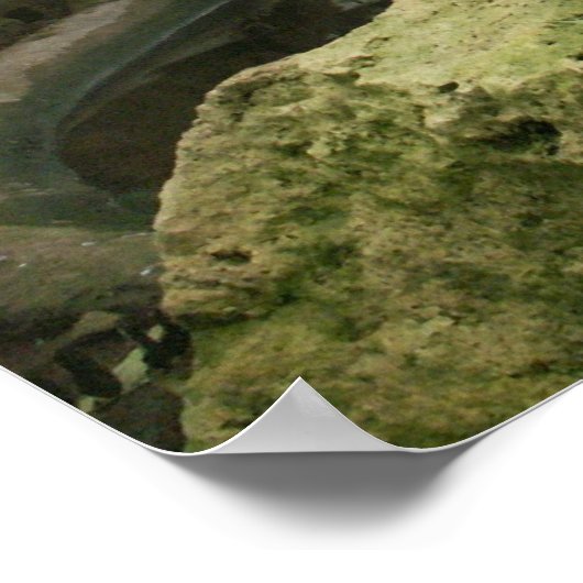 Poster de l'exposition Zoo Rainforest (Coin)