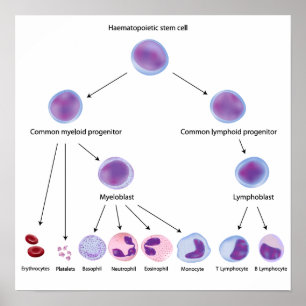 Poster de l'hématopoïèse