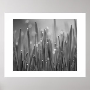 Poster de l'herbe avec droplets à mâcher