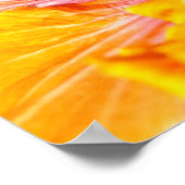 Poster de l'Hibiscus d'Orange (Coin)