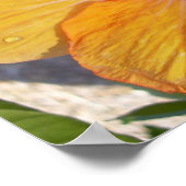 Poster de l'Hibiscus en fleurs (Coin)