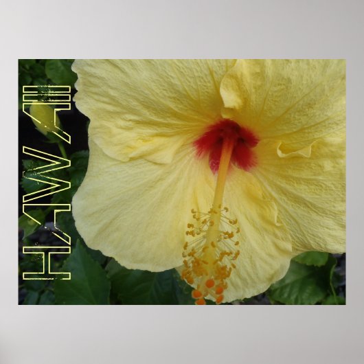 Poster de l'hibiscus Hawaii (Devant)