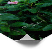 Poster de l'Hibiscus rose (Coin)