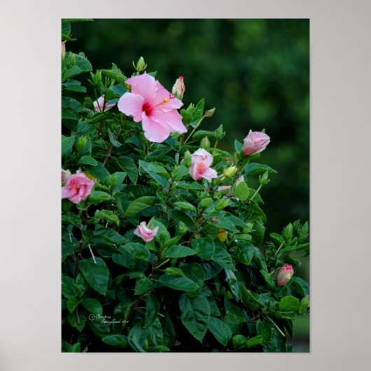 Poster de l'Hibiscus rose (Devant)