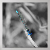 Poster de libellules (Devant)