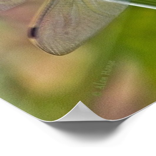 Poster de libellules (Coin)