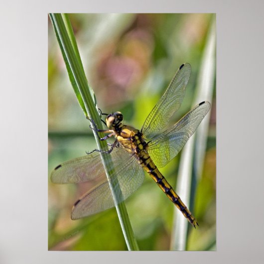 Poster de libellules (Devant)