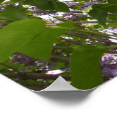 Poster de Lilacs (Coin)