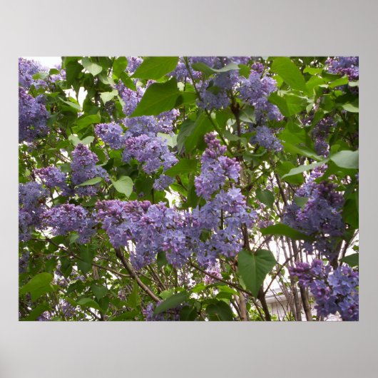 Poster de Lilacs (Devant)