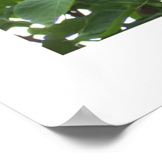 Poster de Lilacs (Coin)