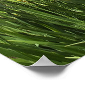 Poster de Lily et Iris Garden (Coin)