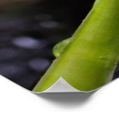 Poster de Lily of the Valley (Coin)