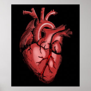 Poster de l'image du coeur anatomique réaliste