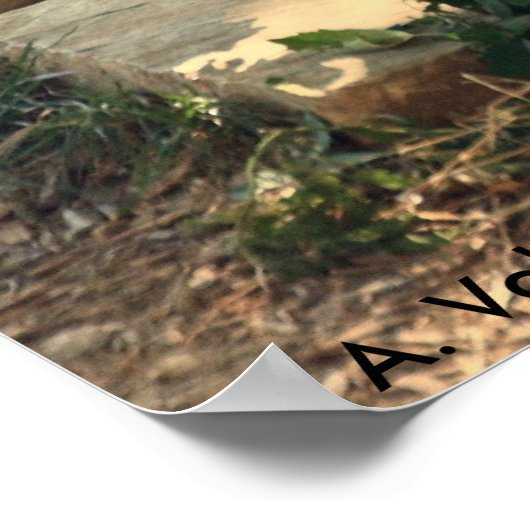 Poster de Lioness (Coin)