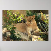 Poster de Lioness (Devant)